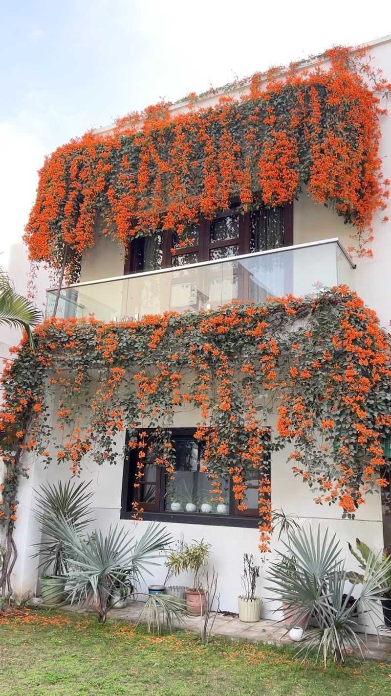 Trumpet Vine