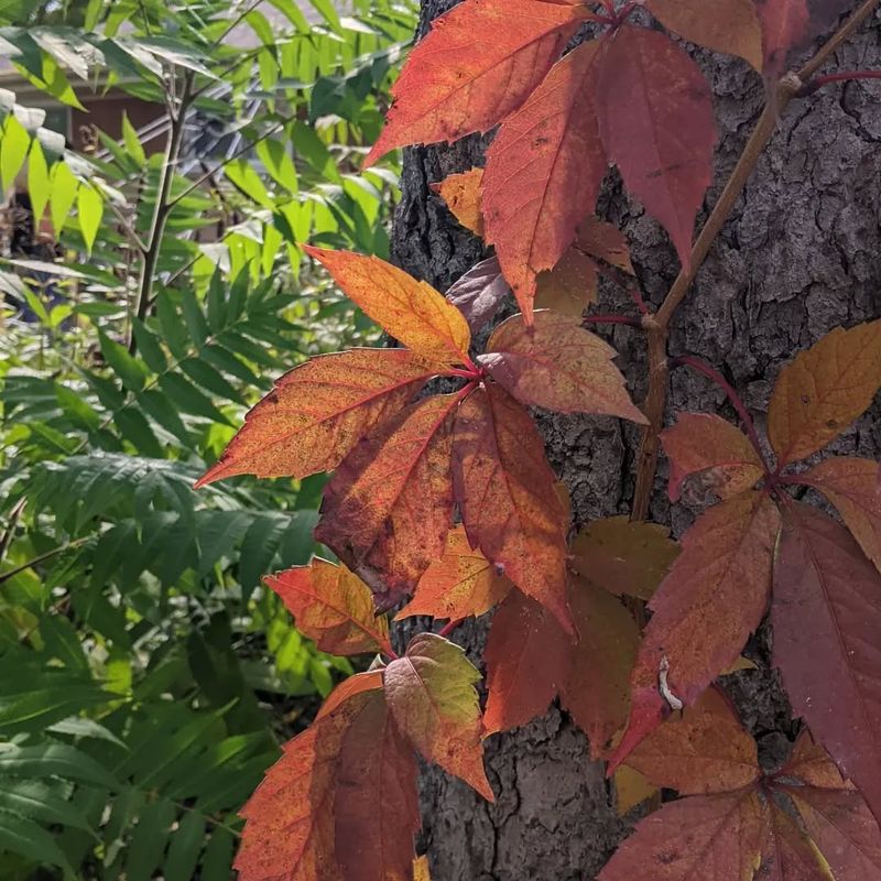 Virginia Creeper