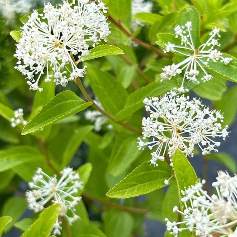 New Jersey Tea (Ceanothus americanus)