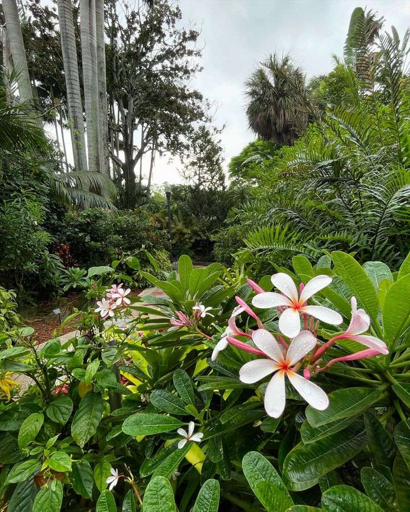 Plumeria