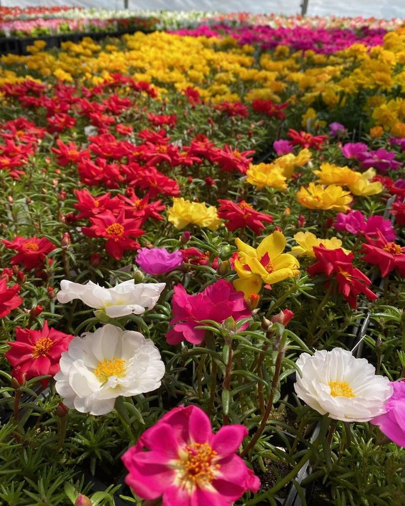 Portulaca: The Living Carpet