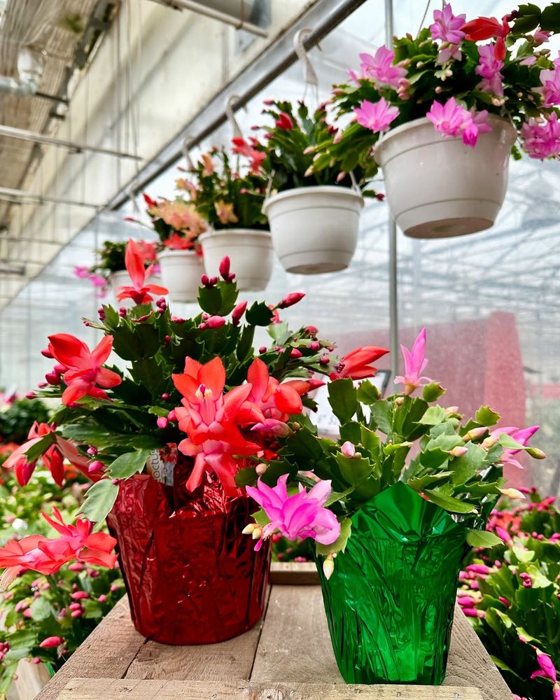 Christmas Cactus