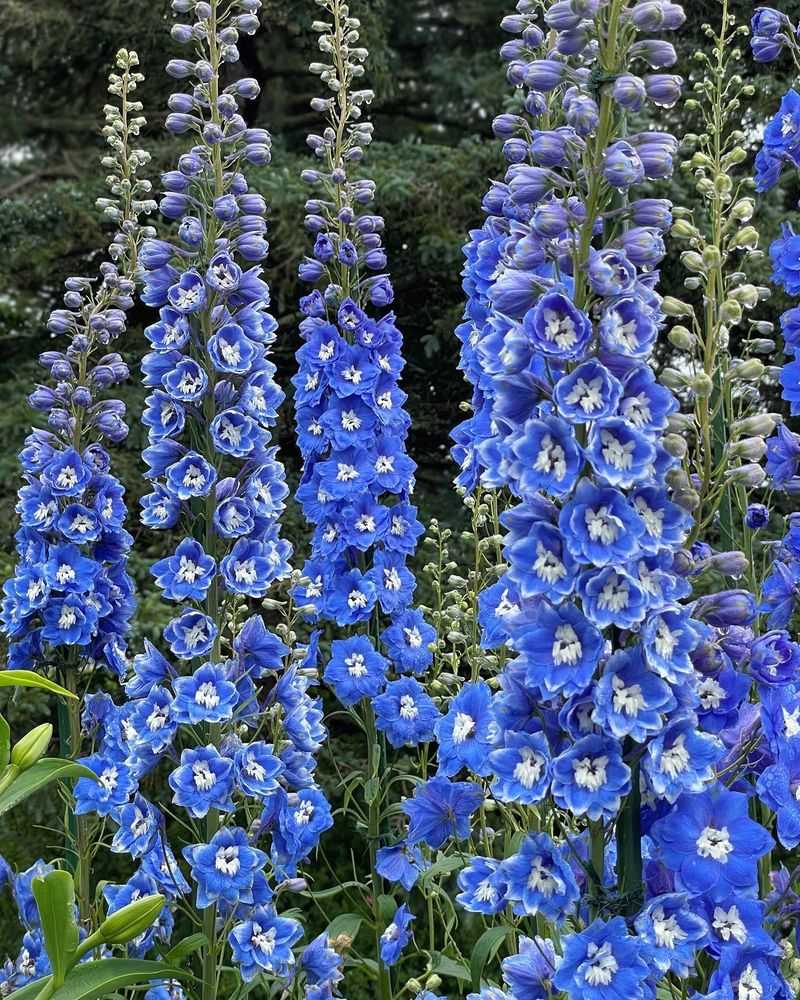 Dreamy Delphiniums