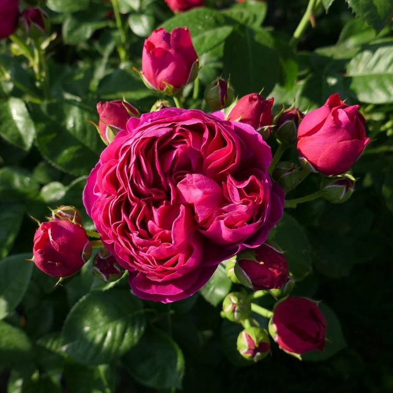 Hybrid Tea Roses