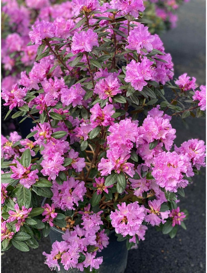 Rhododendron 'PJM'