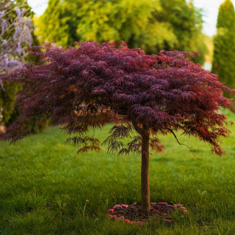 Japanese Maple