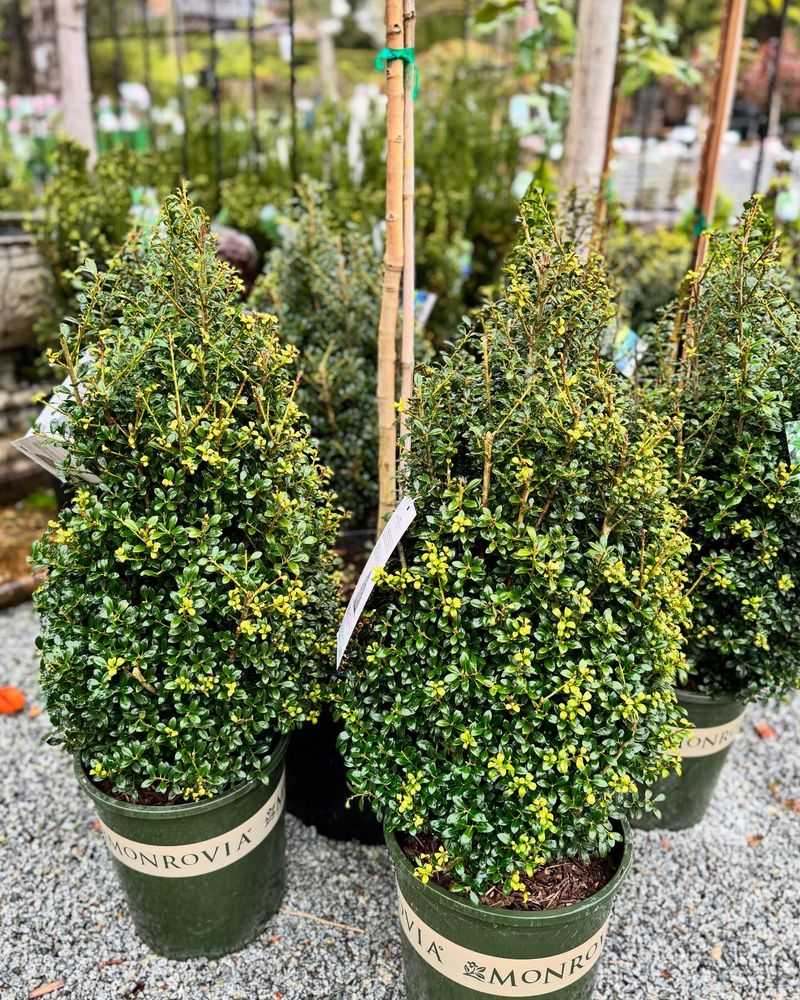 Japanese Holly