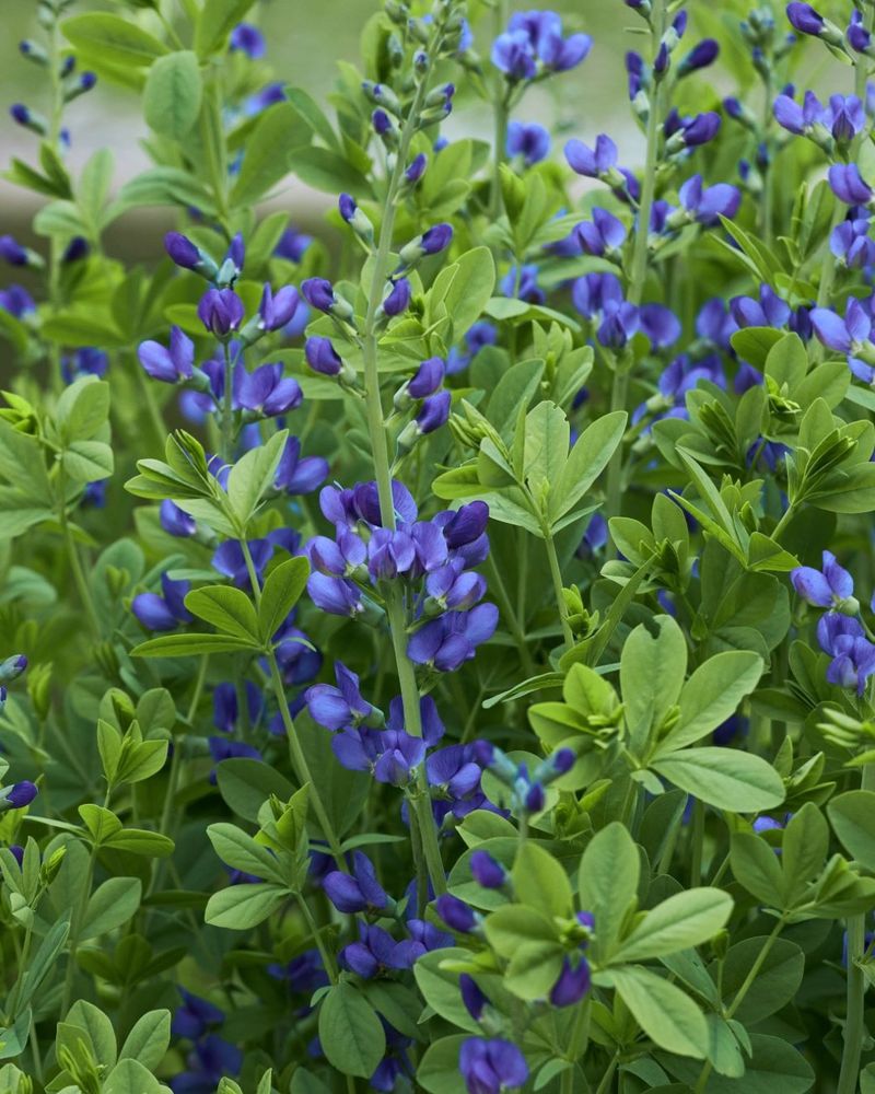 Baptisia