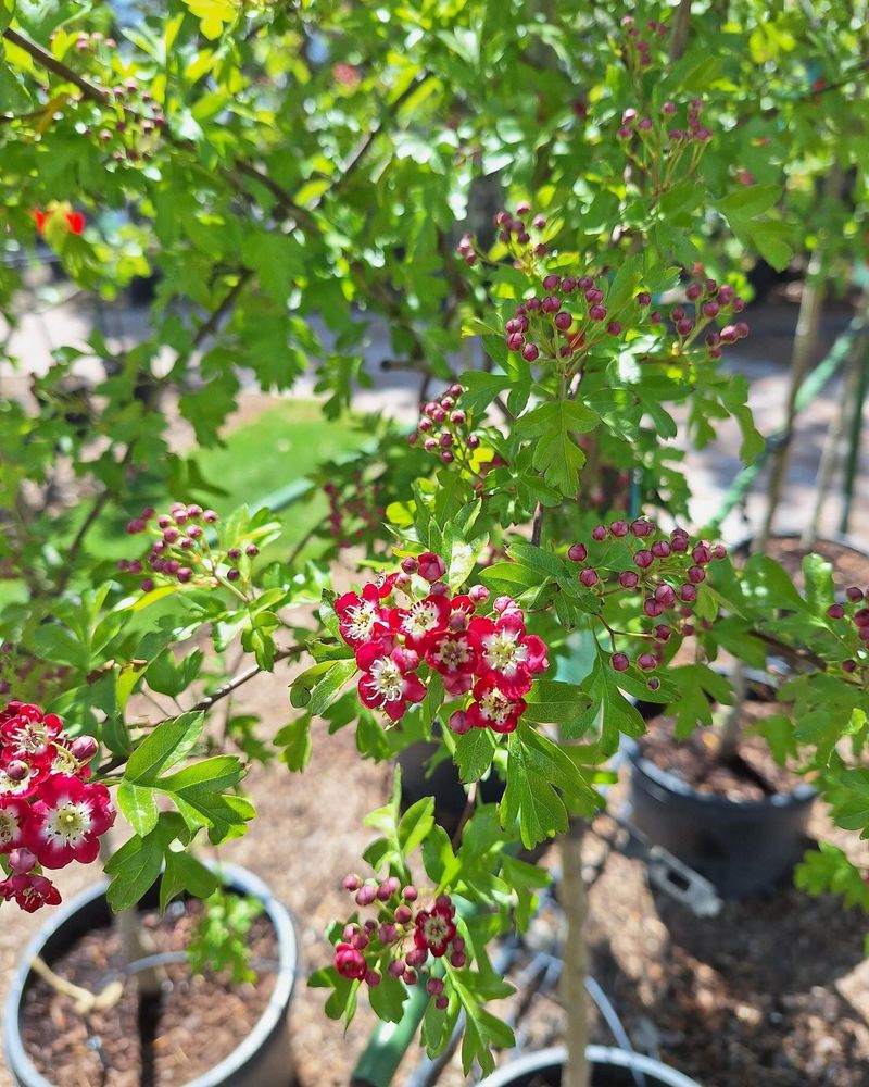 Hawthorn