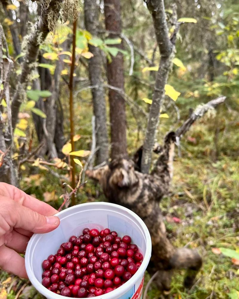 Lingonberries