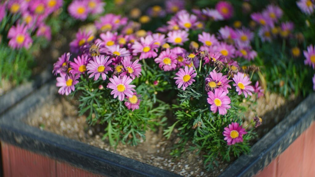 Brachyscome