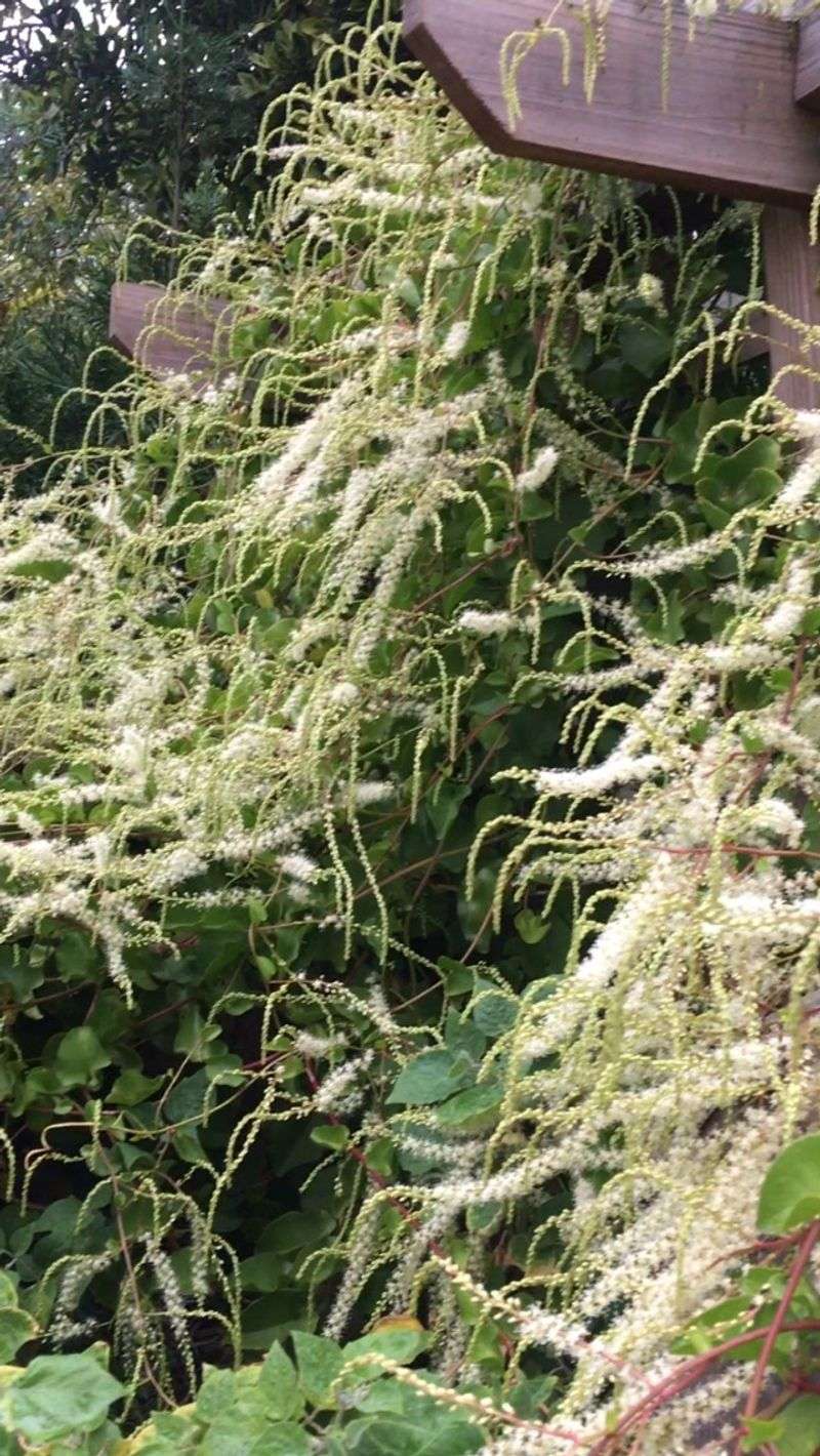Russian Vine