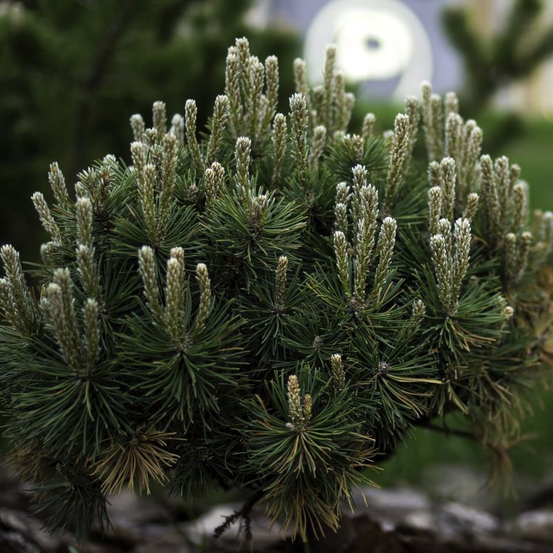 Mugo Pine: Dwarf That Doesn't Deliver