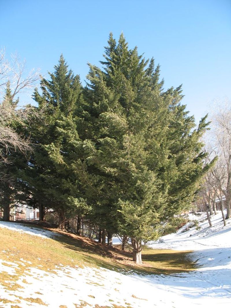 Leyland Cypress Doesn't Deliver