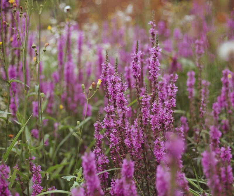 Purple Loosestrife (Lythrum salicaria)