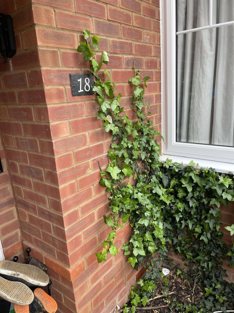 English Ivy Gone Wild