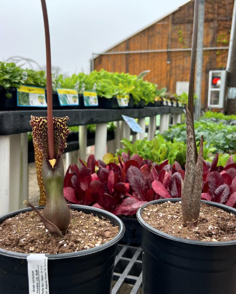 Voodoo Lily