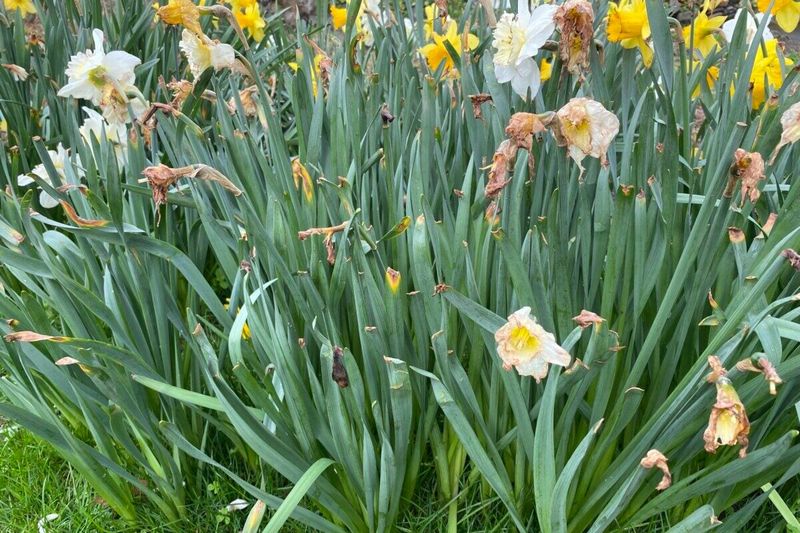 Mowing Over Daffodil Patches