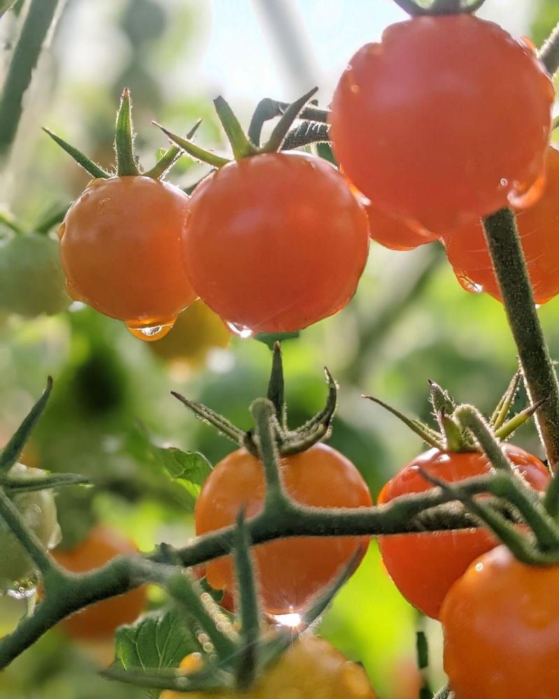 Sun Gold: The Candy of the Garden