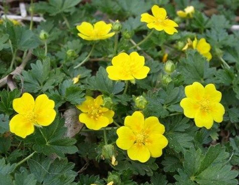 Dwarf Cinquefoil