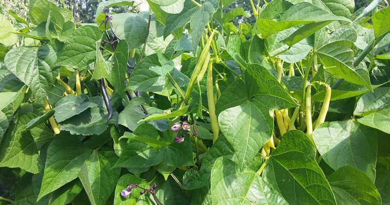 Beans - Nitrogen Imbalance