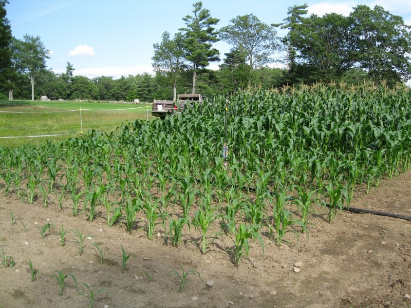 Tall Grains Block Essential Airflow