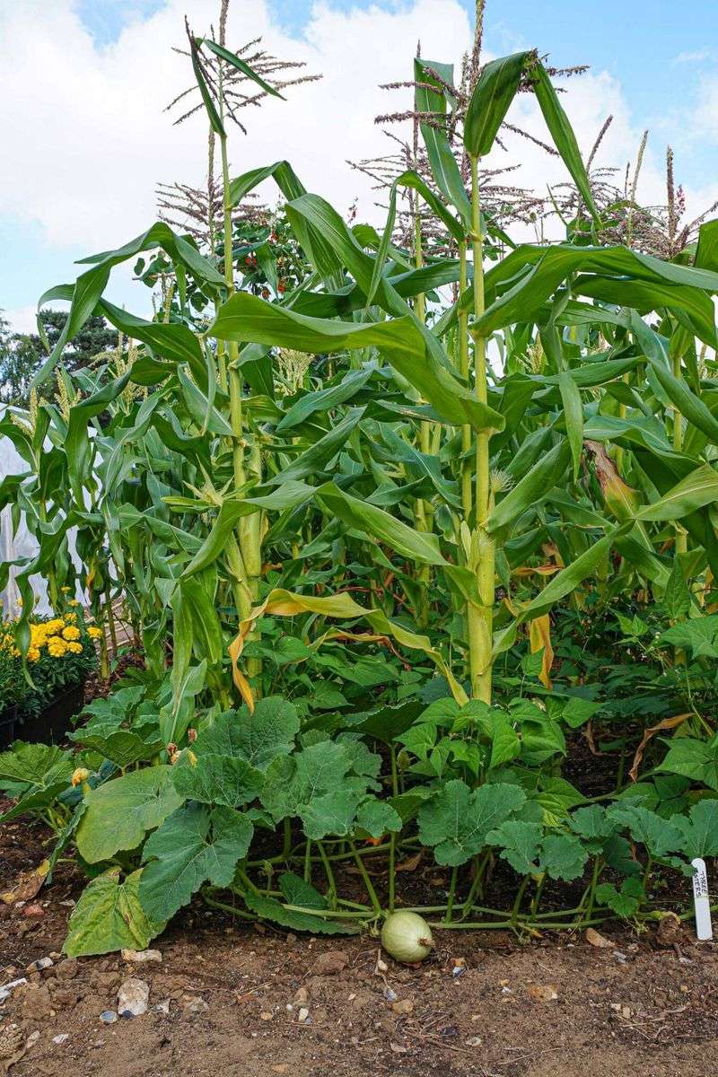 Corn