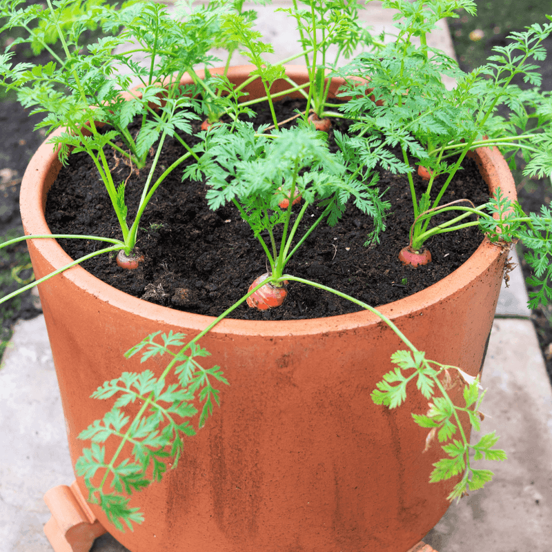 Planting Root Vegetables In Containers