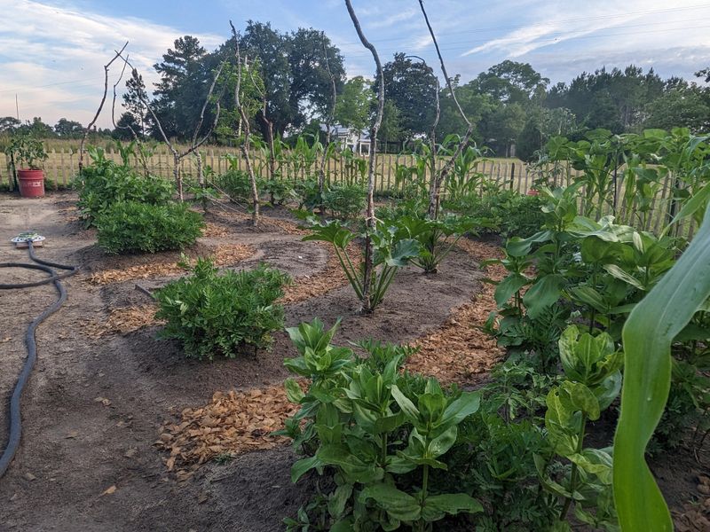 Plant Deep-Rooted Crops In Rotation