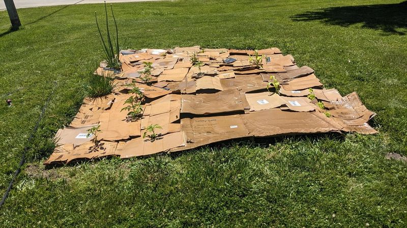 Use Cardboard As Sheet Mulch