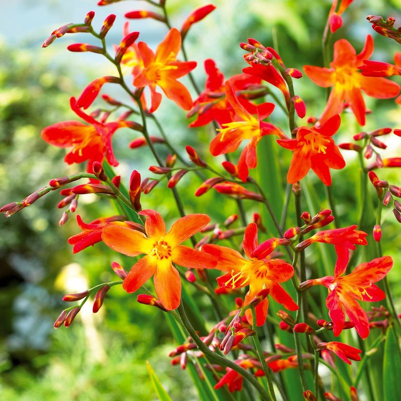 Charming Crocosmia