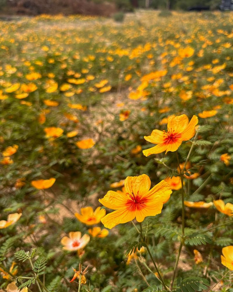 Arizona Poppy