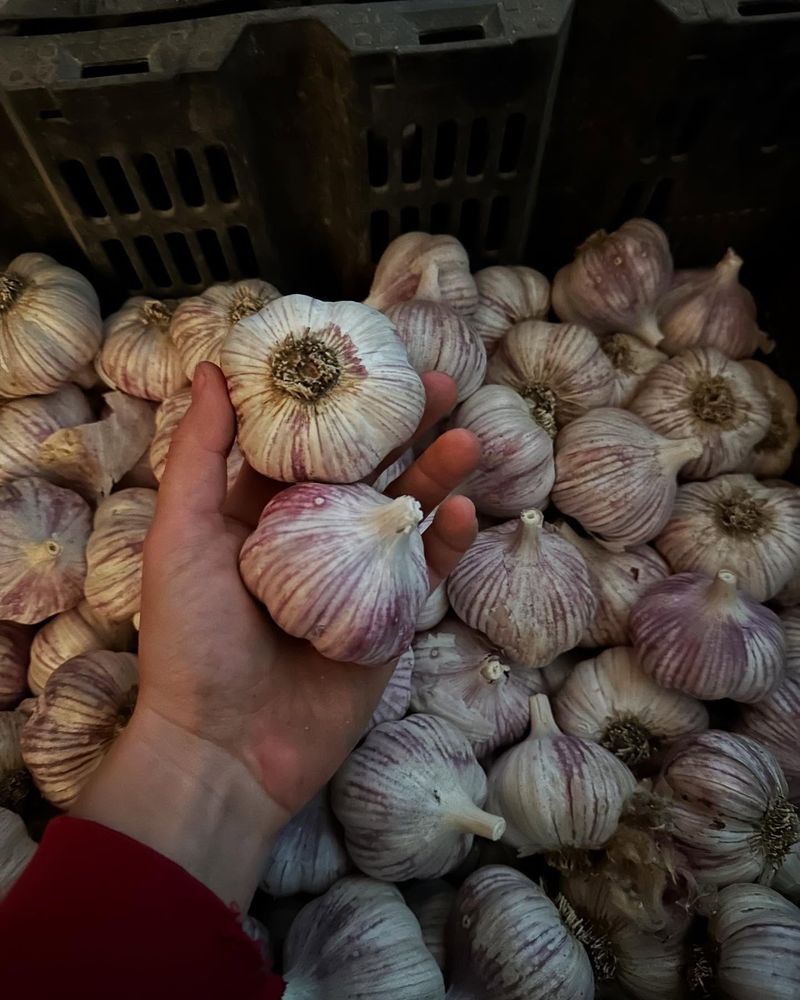 Garlic