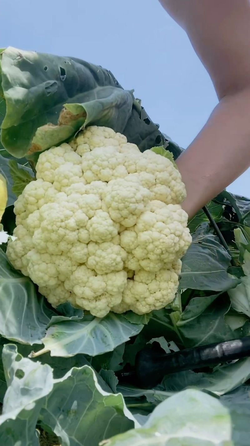Cauliflower