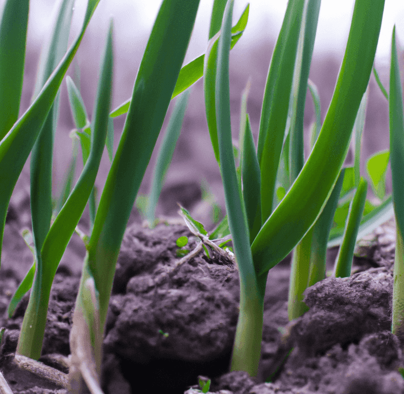 Garlic And Beans: Chemical Interference
