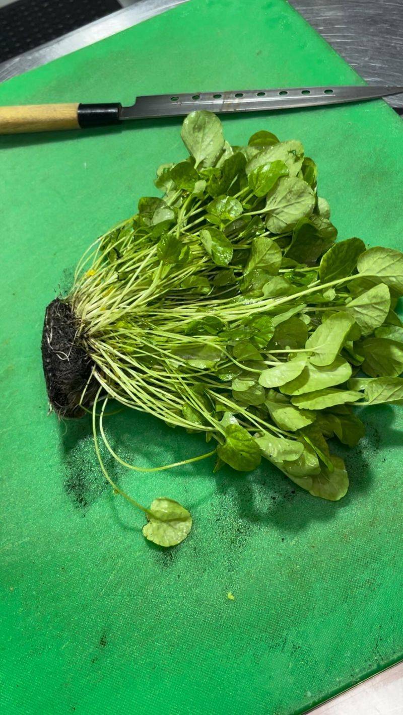 Cress