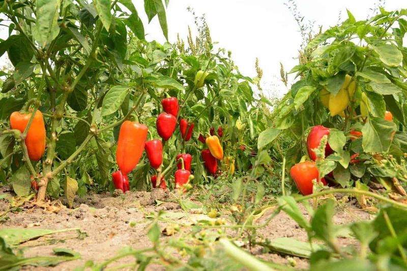 Bell Peppers: The Slow-Motion Fruit