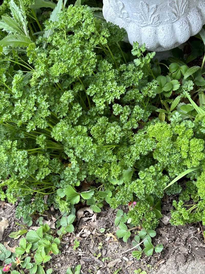 Parsley: The Unexpected Rival