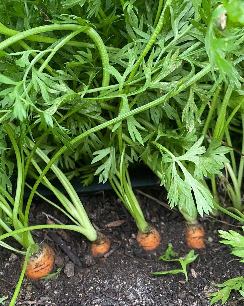 Carrots With Enhanced Sweetness