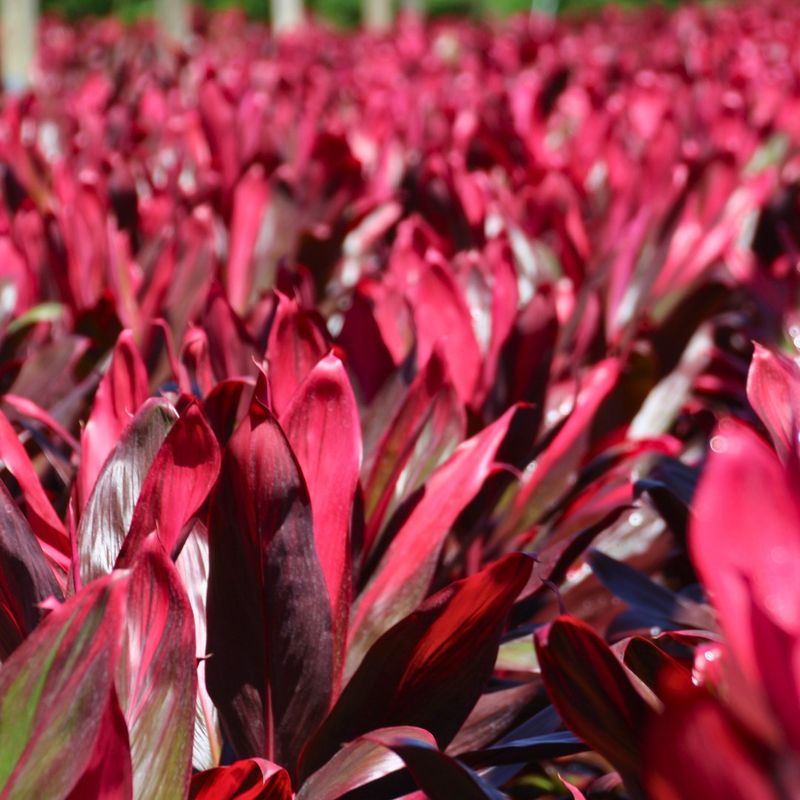 Ti Plant