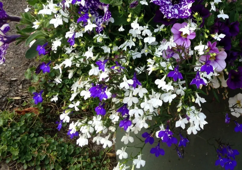 Lobelia