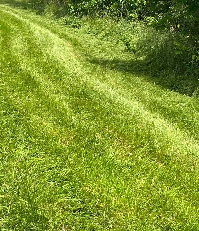 Missed Grass Blades