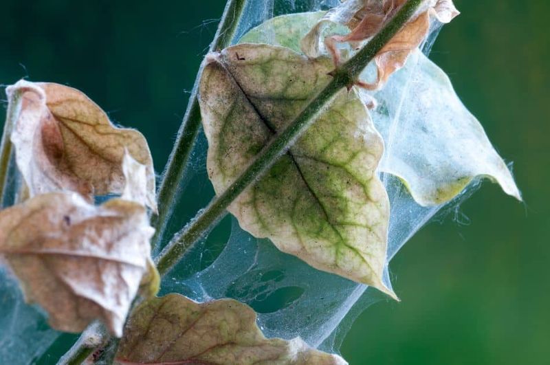 Spider Mite Damage
