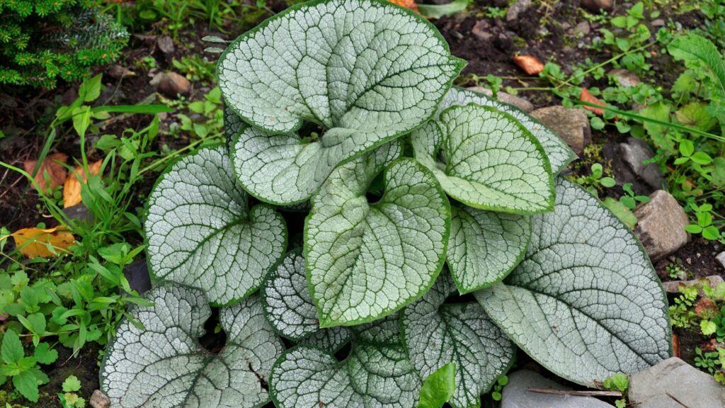 brunnera plant