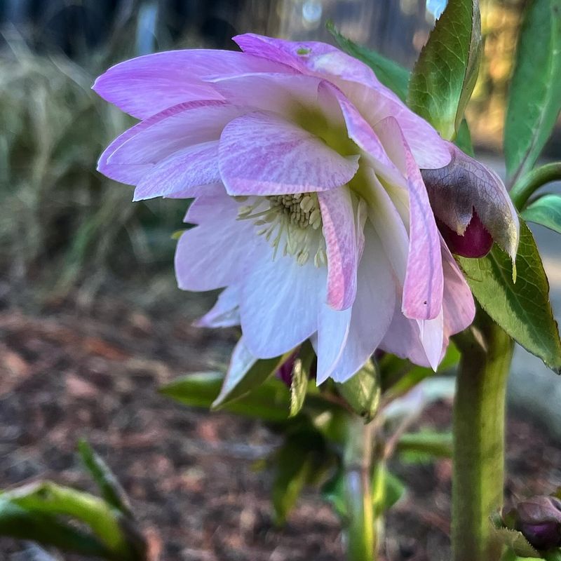 Hellebores