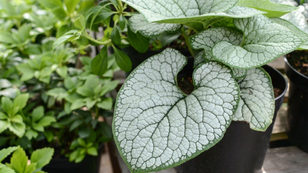 potted brunnera