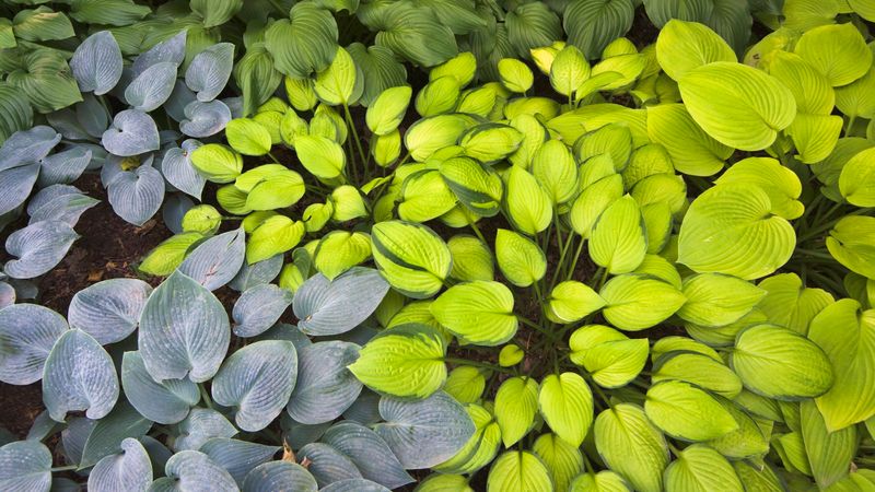 Hosta
