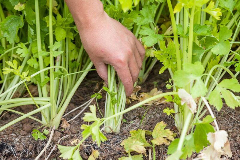 Celery: Water-Hungry And Often Stringy