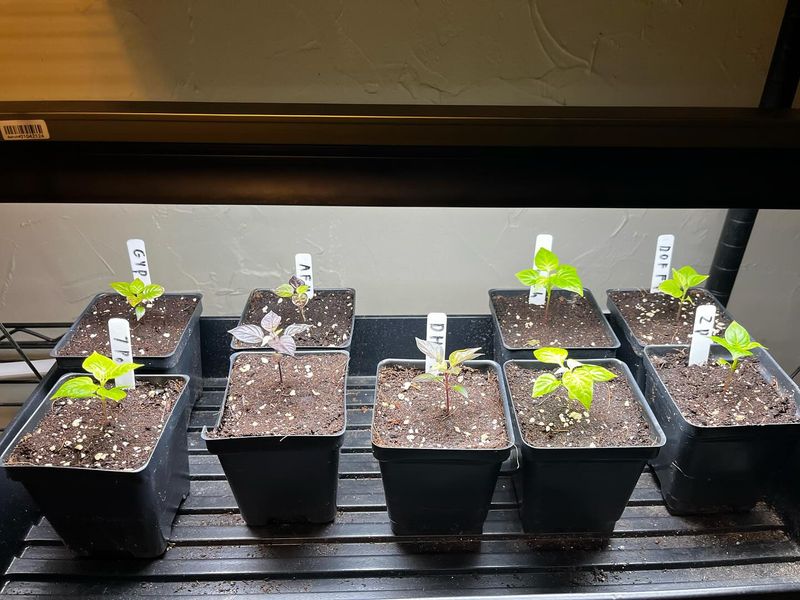 Ghost Peppers