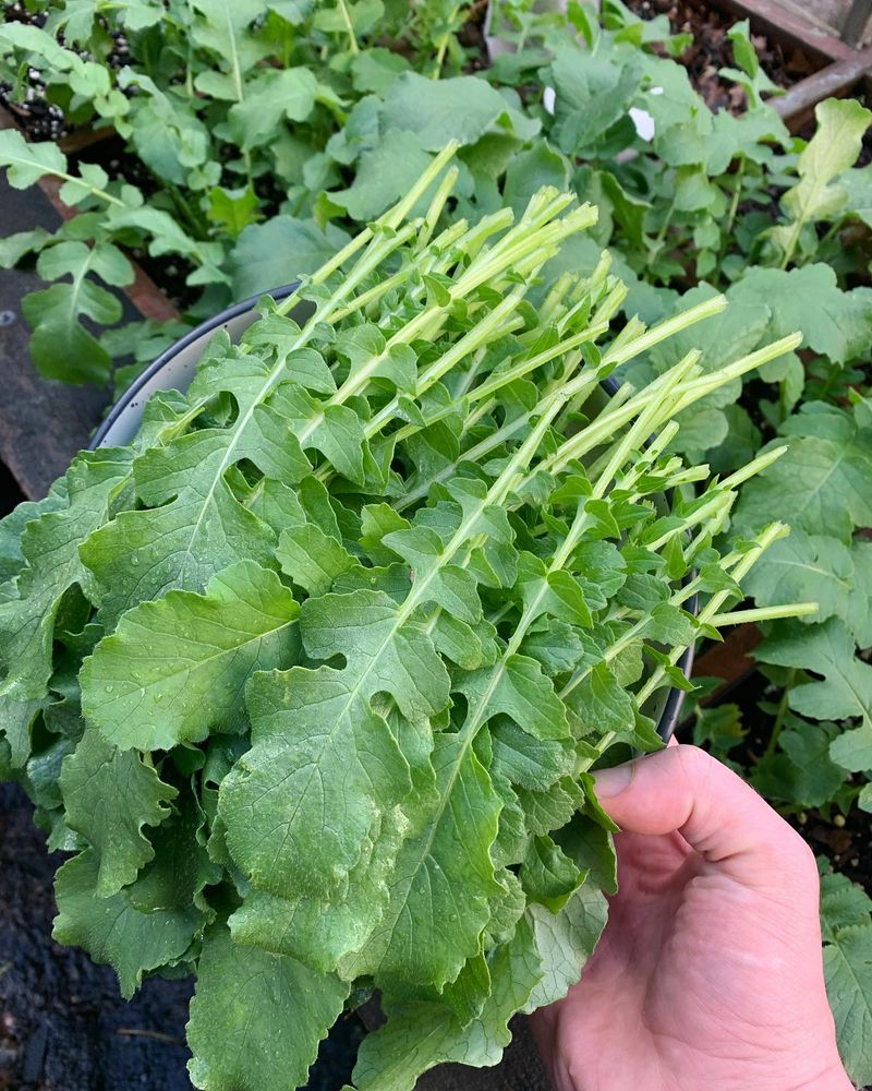 Radishes Refuse To Cooperate